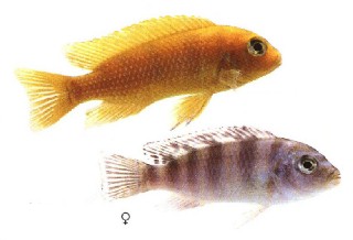 Cichlid links (fish stuff)